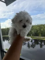 Genesis , a male Maltipoo for sale in Jacksonville, FL – 5 of 5