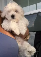Genesis , a male Maltipoo for sale in Jacksonville, FL – 2 of 5