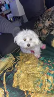 Layla, a female Maltipoo for sale in Jacksonville, FL – 3 of 6