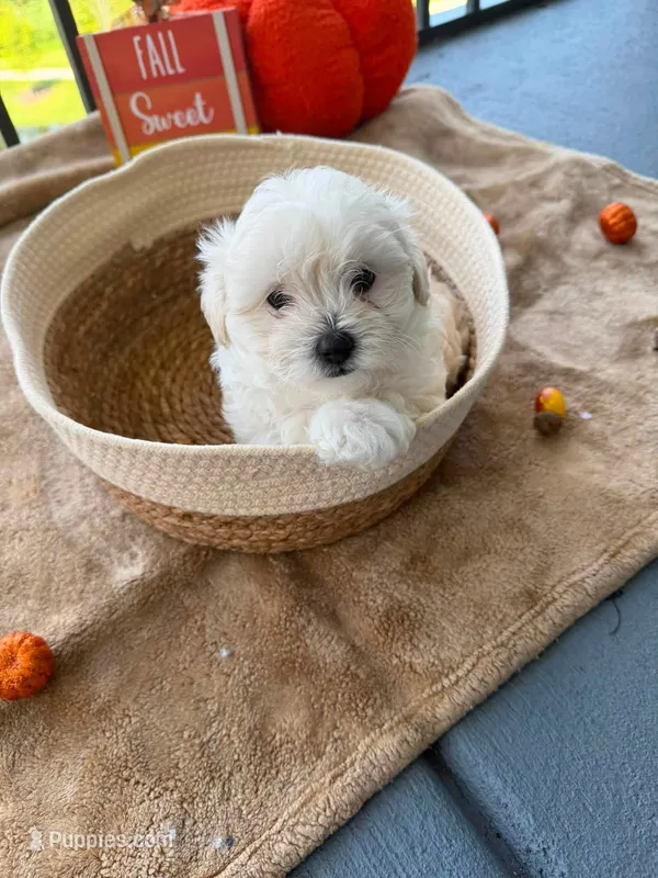 Genesis  – Maltipoo puppy for sale in Jacksonville, FL