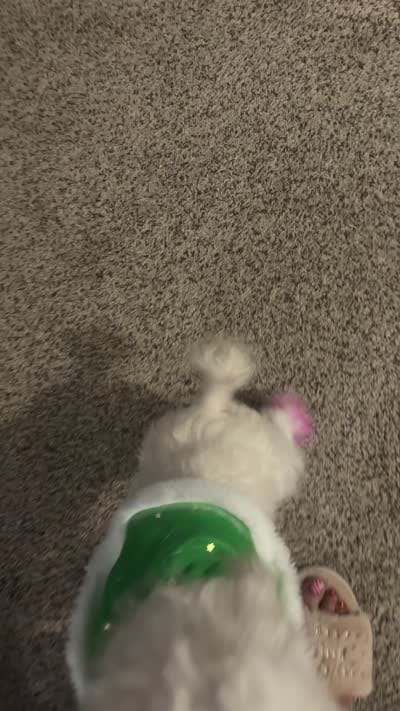 Layla, a female Maltipoo for sale in Jacksonville, FL – 6 of 6