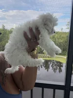Genesis , a male Maltipoo for sale in Jacksonville, FL – 3 of 5