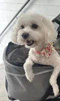 Layla, a female Maltipoo for sale in Jacksonville, FL – 1 of 6