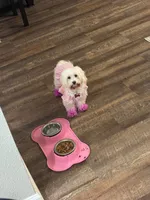 Layla, a female Maltipoo for sale in Jacksonville, FL – 2 of 6