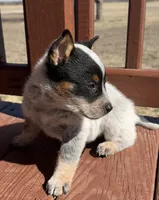 Steely, a female Australian Cattle Dog for sale in Stratford, OK – Photo 3 of 9