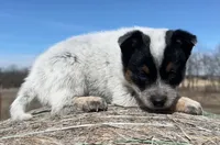 Steely, a female Australian Cattle Dog for sale in Stratford, OK – Photo 2 of 9