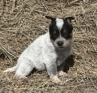 Steely, a female Australian Cattle Dog for sale in Stratford, OK – Photo 7 of 9