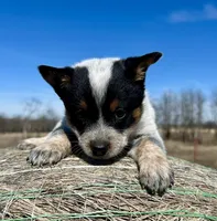 Steely, a female Australian Cattle Dog for sale in Stratford, OK – Photo 6 of 9
