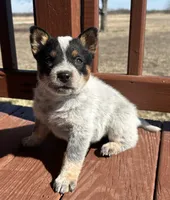 Steely, a female Australian Cattle Dog for sale in Stratford, OK – Photo 8 of 9