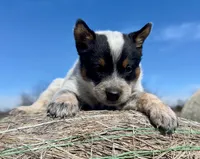 Steely, a female Australian Cattle Dog for sale in Stratford, OK – Photo 1 of 9