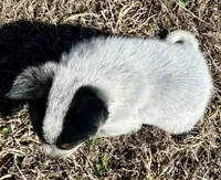 Steely, a female Australian Cattle Dog for sale in Stratford, OK – Photo 4 of 9