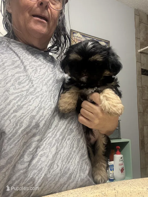 Max – Shih Tzu puppy for sale in Boiling Springs, SC