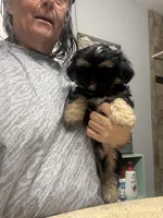 Max, a male Shih Tzu for sale in Boiling Springs, SC – 1 of 2