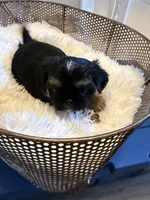 Max, a male Shih Tzu for sale in Boiling Springs, SC – 2 of 2