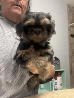Milton, a male Shih Tzu for sale in Boiling Springs, SC – 1 of 2