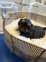 Milton, a male Shih Tzu for sale in Boiling Springs, SC – 2 of 2