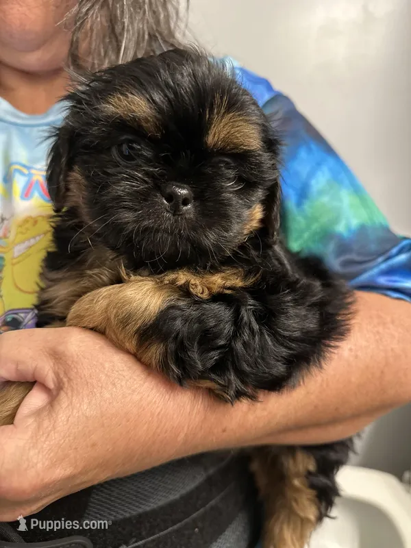 Marla – Shih Tzu puppy for sale in Boiling Springs, SC