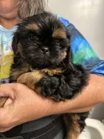 Marla, a female Shih Tzu for sale in Boiling Springs, SC – 1 of 2