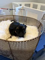 Marla, a female Shih Tzu for sale in Boiling Springs, SC – 2 of 2