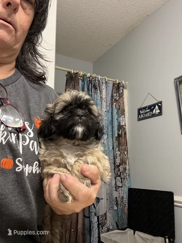 Chester – Shih Tzu puppy for sale in Boiling Springs, SC