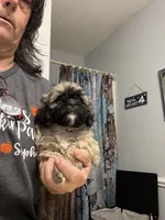 Chester, a male Shih Tzu for sale in Boiling Springs, SC – 1 of 1