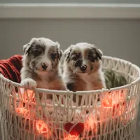 processed/fc12a7cf-a0e1-4f69-bc93-9ce2531837d6/facility/ec0c20a1-4264-4b7d-ba95-5a06eaed432b