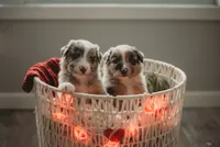 processed/fc12a7cf-a0e1-4f69-bc93-9ce2531837d6/facility/ec0c20a1-4264-4b7d-ba95-5a06eaed432b