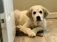 Midnight , a male Great Pyrenees for sale in Michiana, MI – 5 of 9