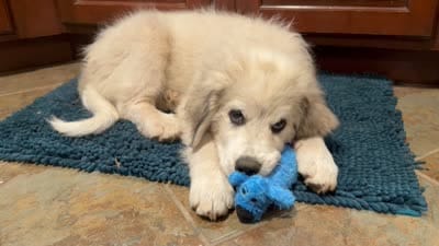 Midnight , a male Great Pyrenees for sale in Michiana, MI – 9 of 9