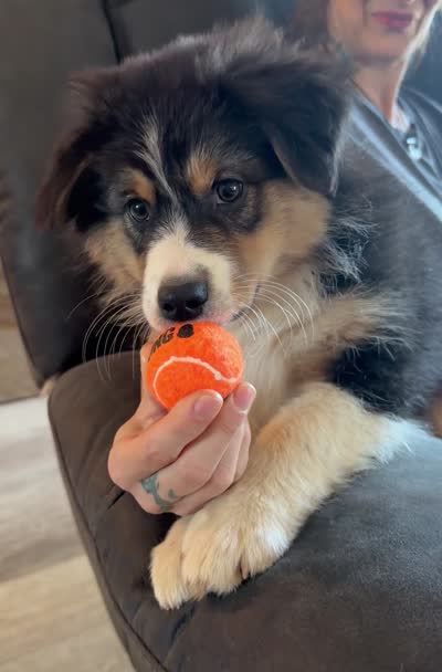 Jazzy, a female Australian Shepherd for sale in Michiana, MI – 5 of 5