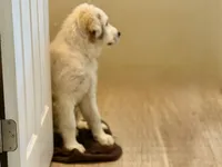 Midnight , a male Great Pyrenees for sale in Michiana, MI – 3 of 9