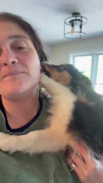 Jazzy, a female Australian Shepherd for sale in Michiana, MI – 3 of 5