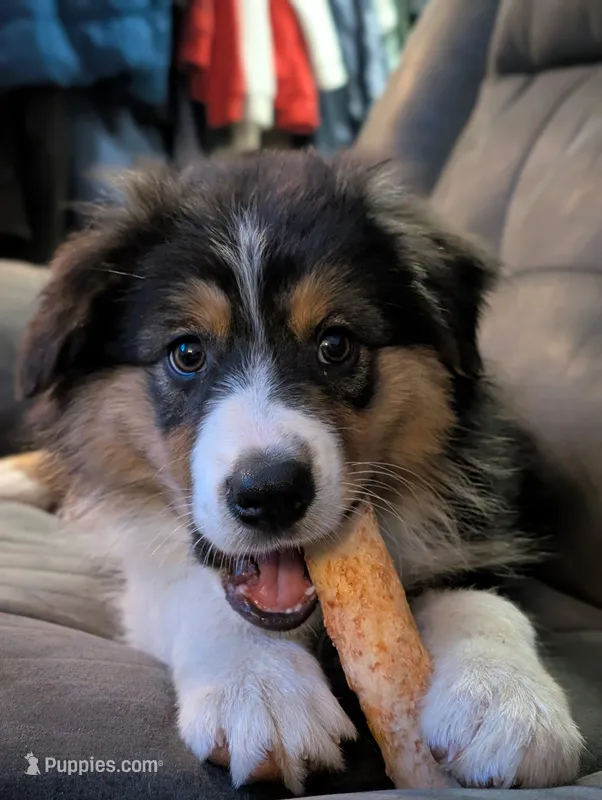 Jazzy – Australian Shepherd puppy for sale in Michiana, MI