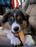 Jazzy, a female Australian Shepherd for sale in Michiana, MI – 1 of 5