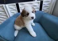 Taffy, a female Bernese Mountain Dog and Great Pyrenees for sale in Evanston, IL – Photo 6 of 9