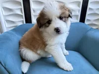 Taffy, a female Bernese Mountain Dog and Great Pyrenees for sale in Evanston, IL – Photo 1 of 9