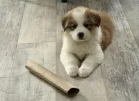 Taffy, a female Bernese Mountain Dog and Great Pyrenees for sale in Niles, MI – Photo 1 of 5