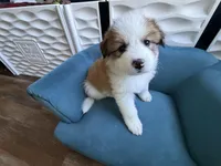Taffy, a female Bernese Mountain Dog and Great Pyrenees for sale in Evanston, IL – Photo 7 of 9