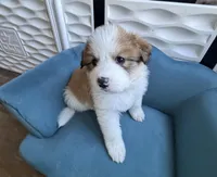 Taffy, a female Bernese Mountain Dog and Great Pyrenees for sale in Evanston, IL – Photo 4 of 9