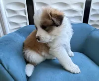 Taffy, a female Bernese Mountain Dog and Great Pyrenees for sale in Evanston, IL – Photo 3 of 9