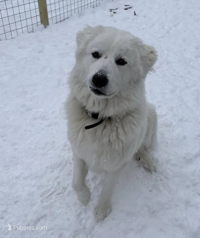Nova – Great Pyrenees puppy for sale in Michiana, MI