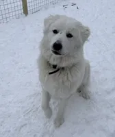 Nova, a female Great Pyrenees for sale in Michiana, MI – 1 of 3