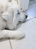Nova, a female Great Pyrenees for sale in Michiana, MI – 2 of 3