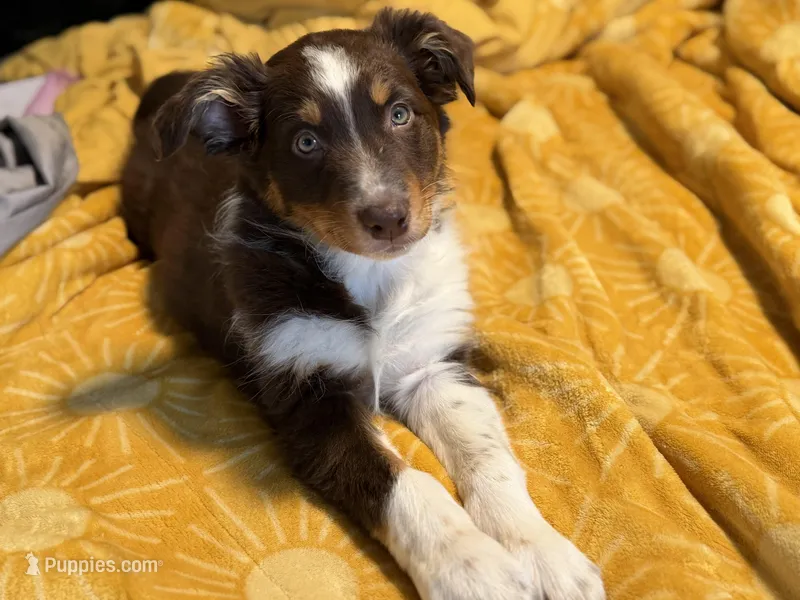 Eve – Australian Shepherd puppy for sale in Niles, MI