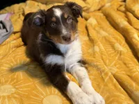Eve, a female Australian Shepherd for sale in Niles, MI – Photo 1 of 8