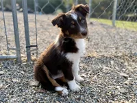 Eve, a female Australian Shepherd for sale in Niles, MI – Photo 4 of 8