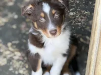 Eve, a female Australian Shepherd for sale in Niles, MI – Photo 3 of 8