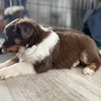 Eve, a female Australian Shepherd for sale in Niles, MI – Photo 8 of 8