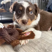 Eve, a female Australian Shepherd for sale in Niles, MI – Photo 6 of 8