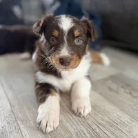 Eve, a female Australian Shepherd for sale in Niles, MI – Photo 7 of 8